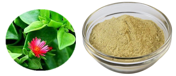  Andrographis Paniculata Extract