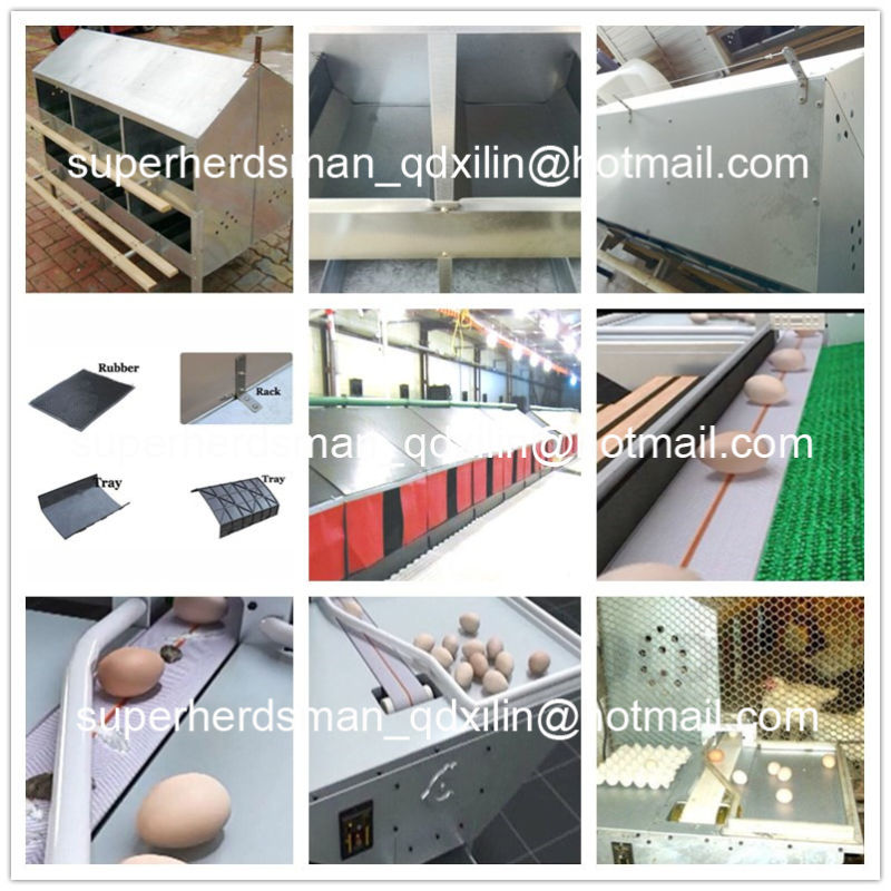 Automatic Poultry Equipment for Breeder Farm House
