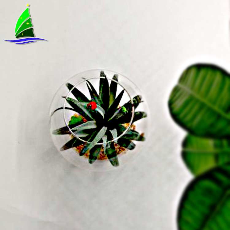 Terrario colgante globo de cristal Glass Globe Hanging Terrarium