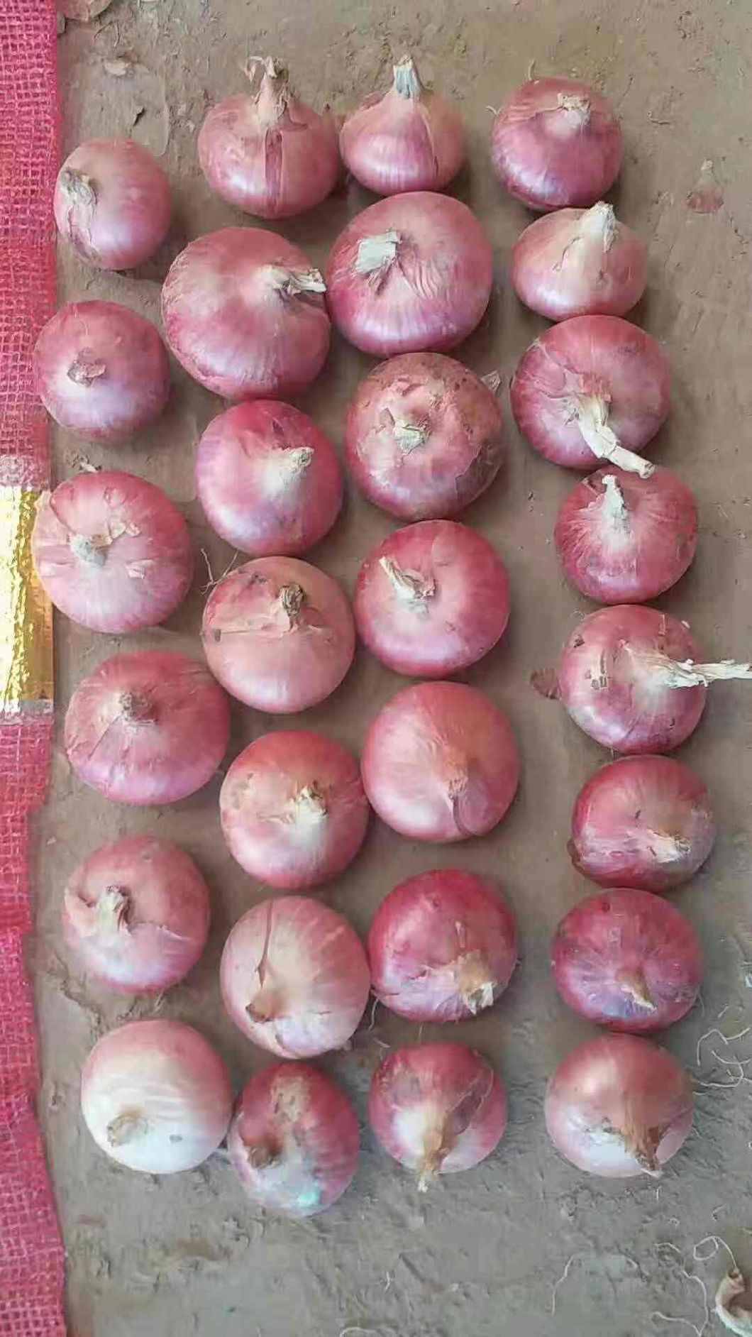 Super frische rote Zwiebel