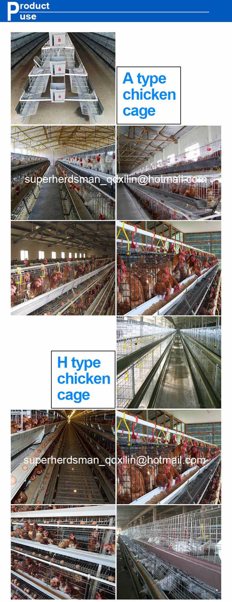 Automatic Layer Chicken Shed with Full Sets Equipments