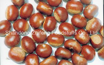 Chinese Fresh Chestnut for Exporting