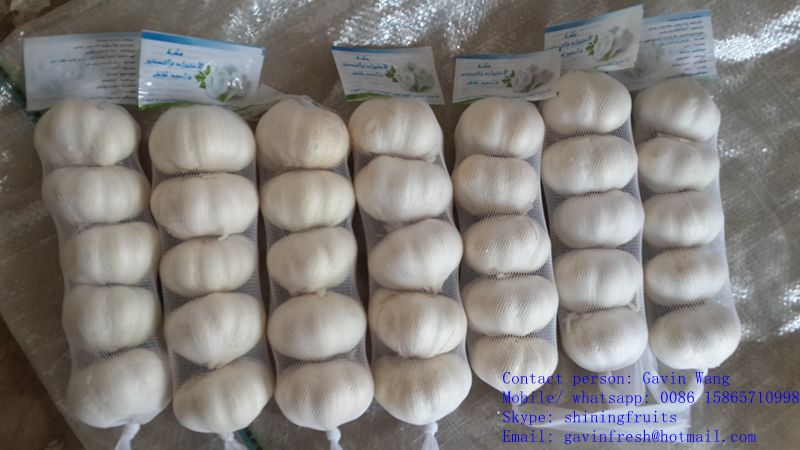 New Crop 2016 Fresh White Garlic From China