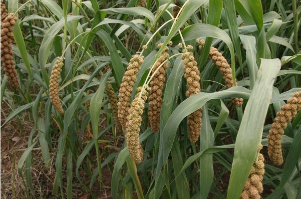 Chinese Yellow Millet