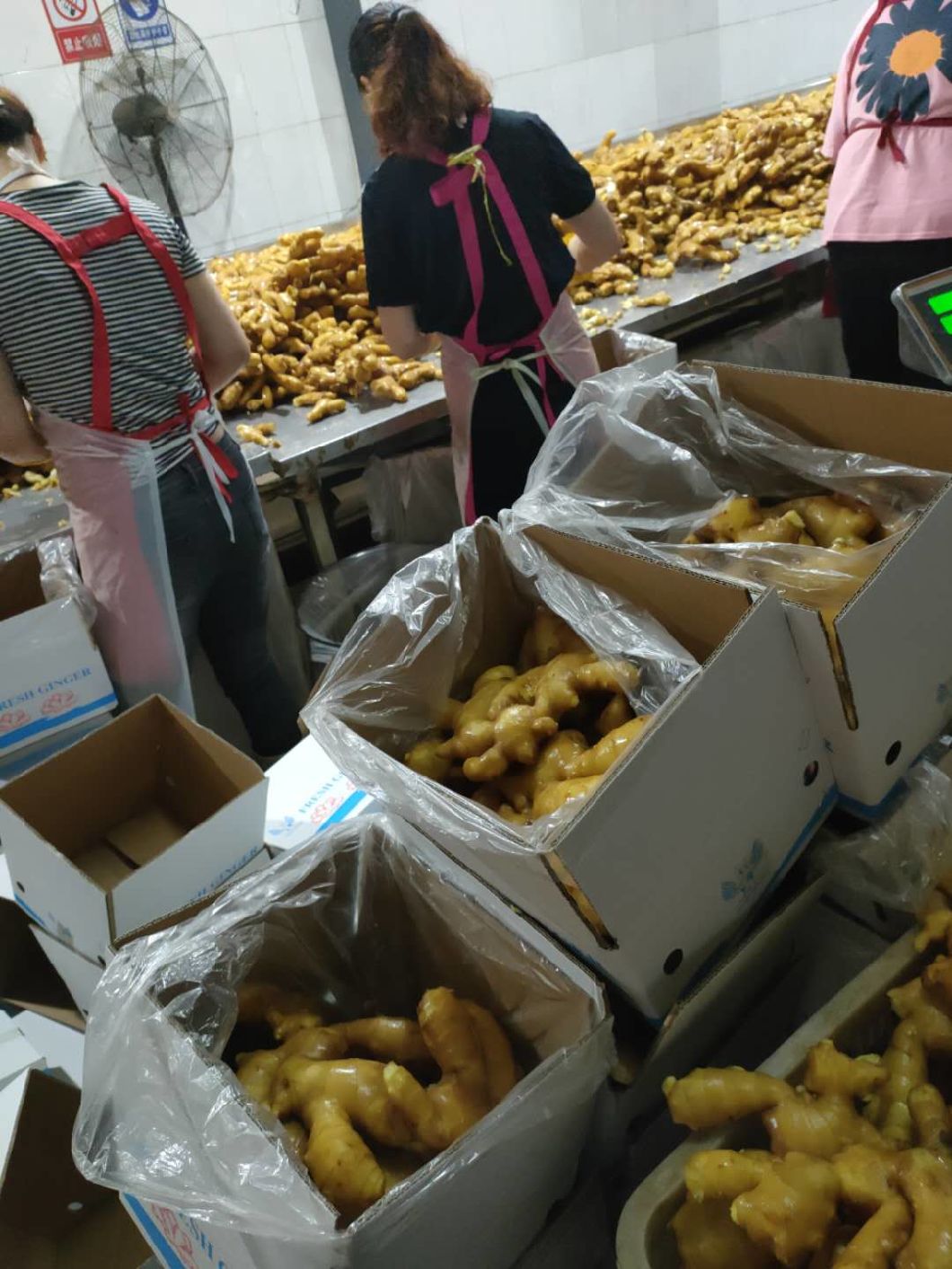 Frischer chinesischer gelber Ingwer