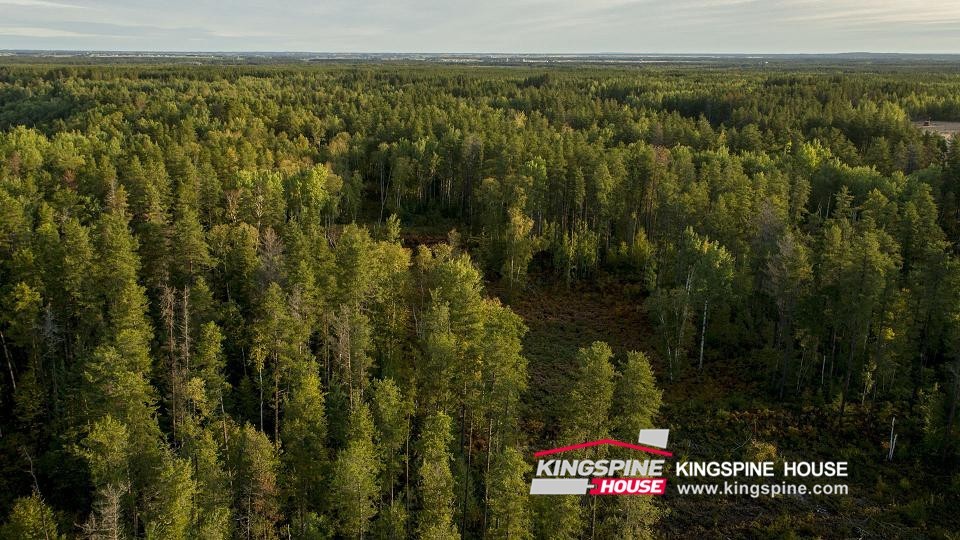 russian pine russian pine