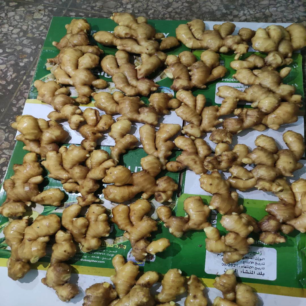 Super Quality Fresh/Air Dried Ginger to Europe Market Without Pesticide