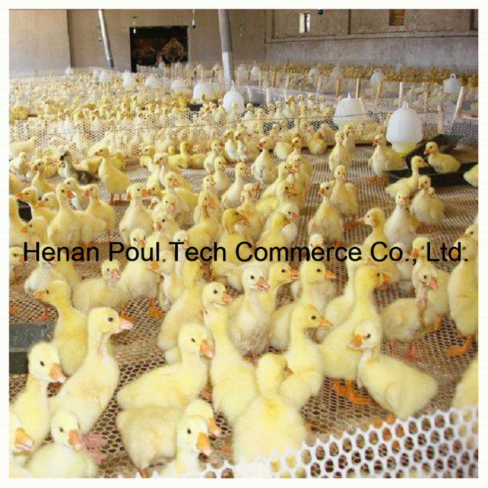 Poultry Farm Chicken Flat Mesh Poultry Equipment