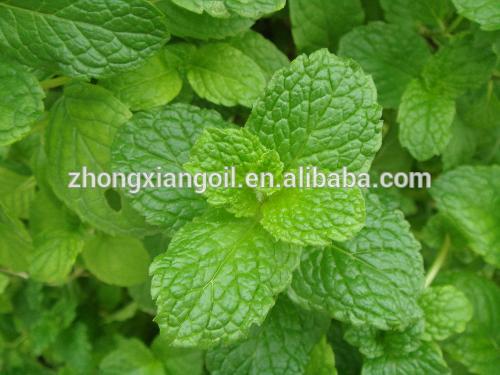 peppermint essential oil