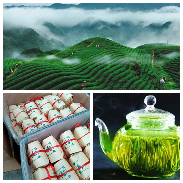 Green Tea of Organic