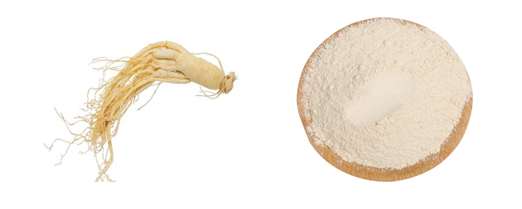 Panax Ginseng Pó Panax Ginseng Powder