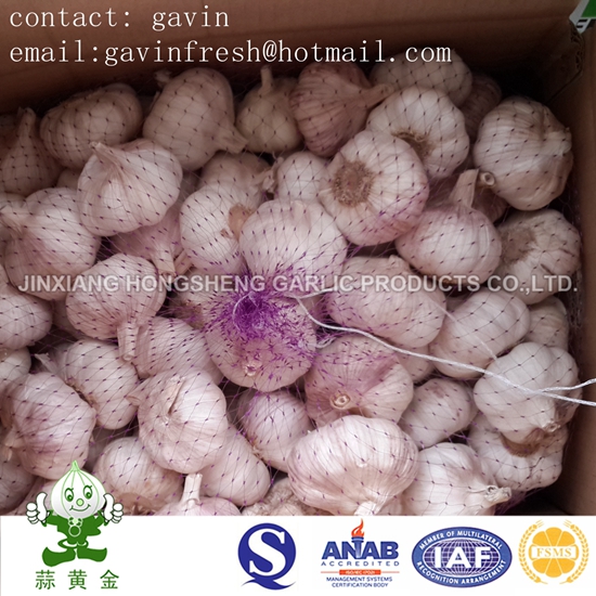 Fresh Jinxiang Normal White Garlic New Crop 2016
