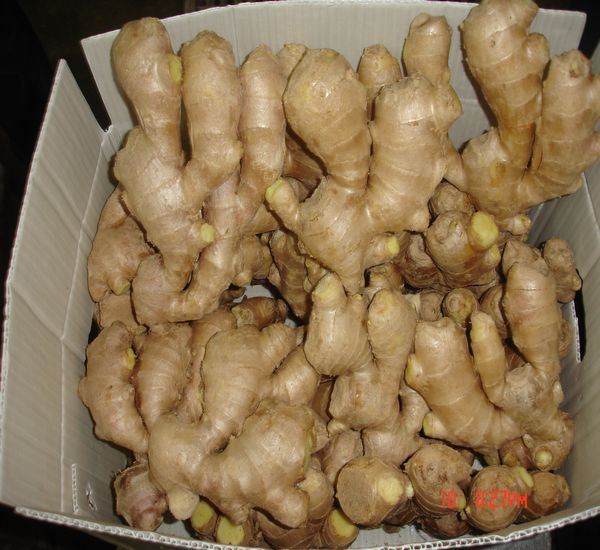 Gingembre jaune frais de bonne qualité au marché du Moyen-Orient
