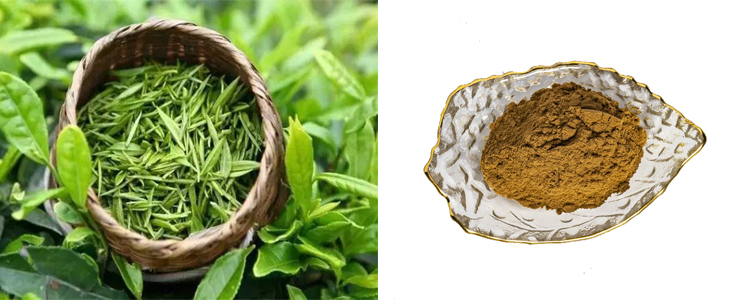 Grüntee-Extraktpulver Green Tea Extract Powder
