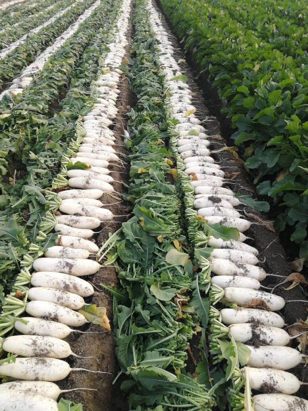 Fresh White Radish