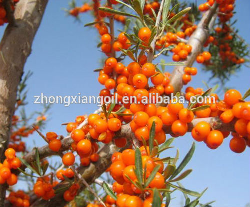 Sea buckthorn Oil