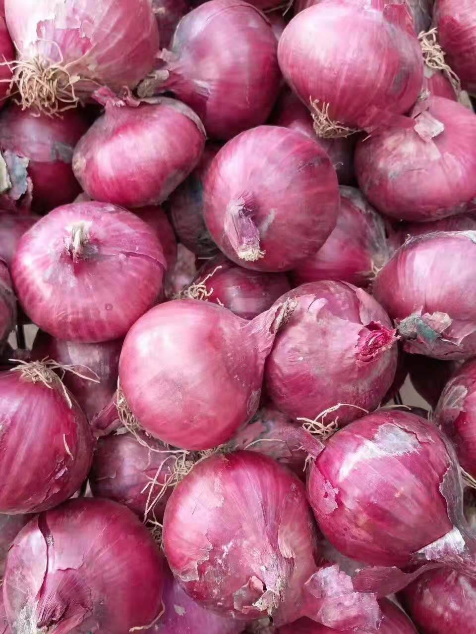 Super frische rote Zwiebel