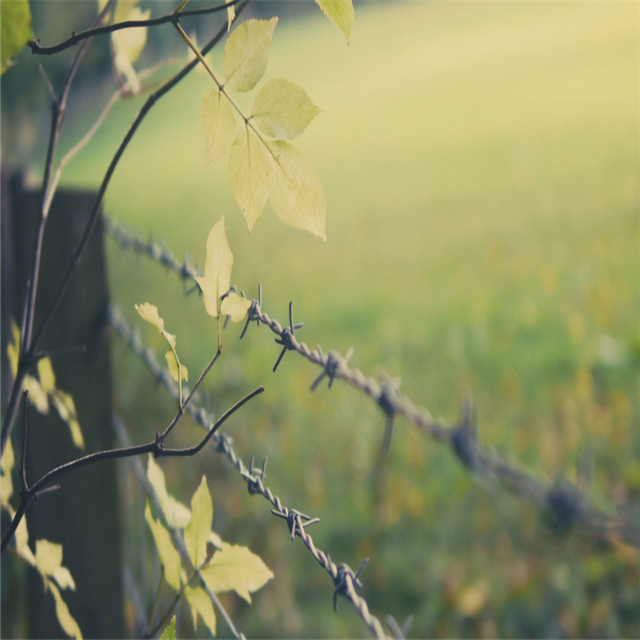 barbed wire