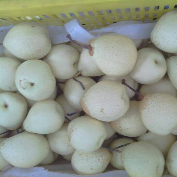 Export Standard Quality of Fresh Ya Pear