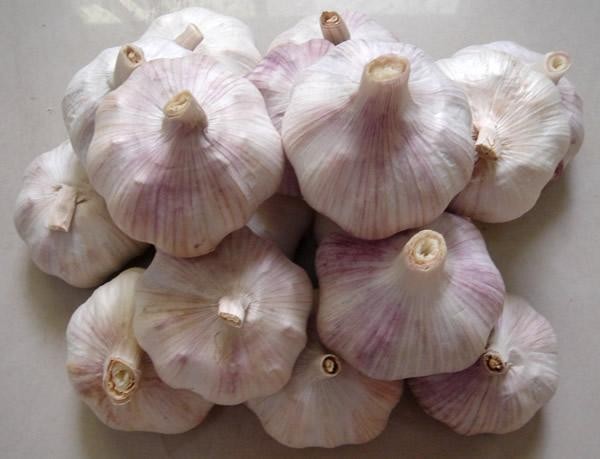 New crop fresh natural normal white garlic New crop fresh natural normal white garlic