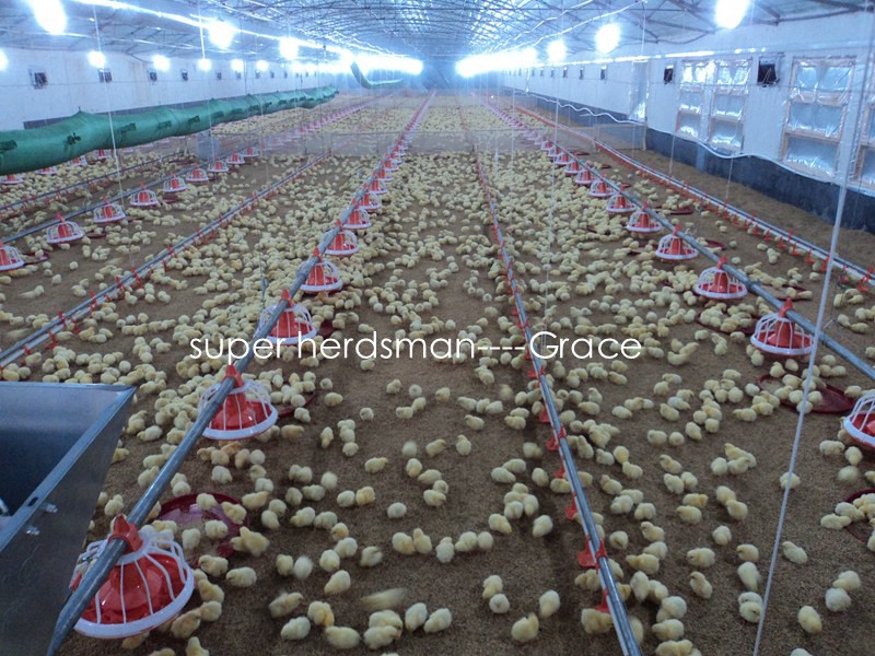 Environmental Control Type Chicken House with Equipment