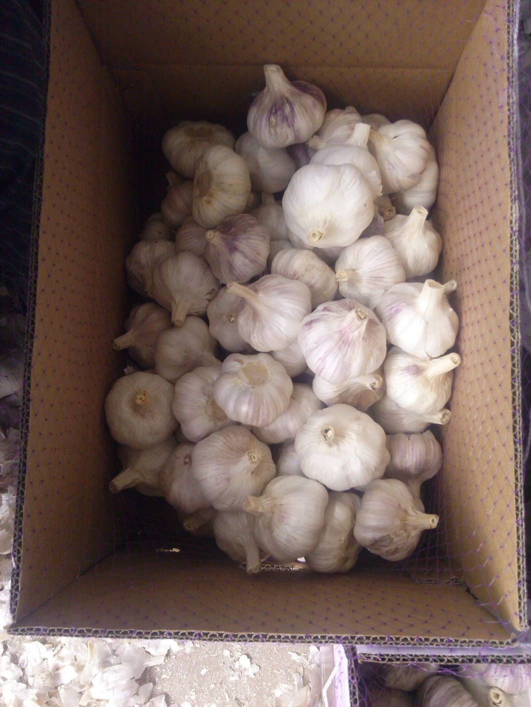 Super Quality Chinese Fresh Garlic to Europe Market