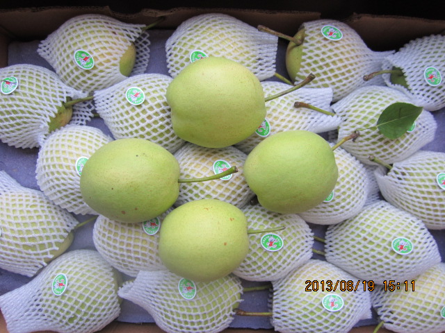 Fresh Pears, Shandong Pear