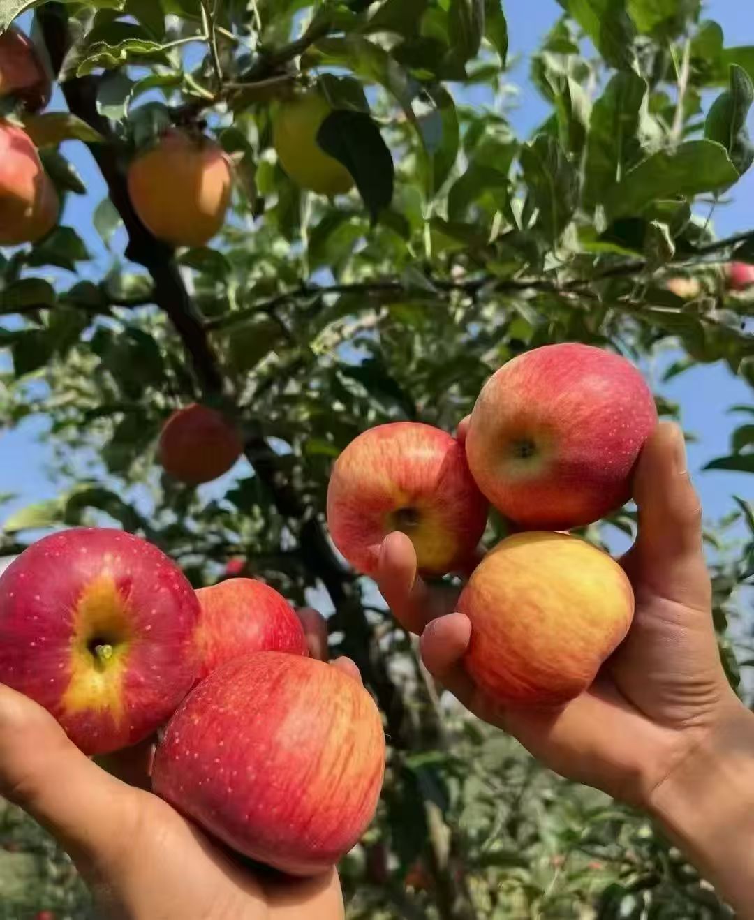 APPLES APPLES