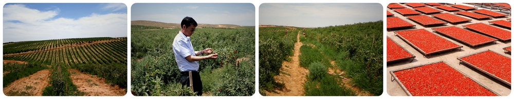 goji berry planting goji berry planting
