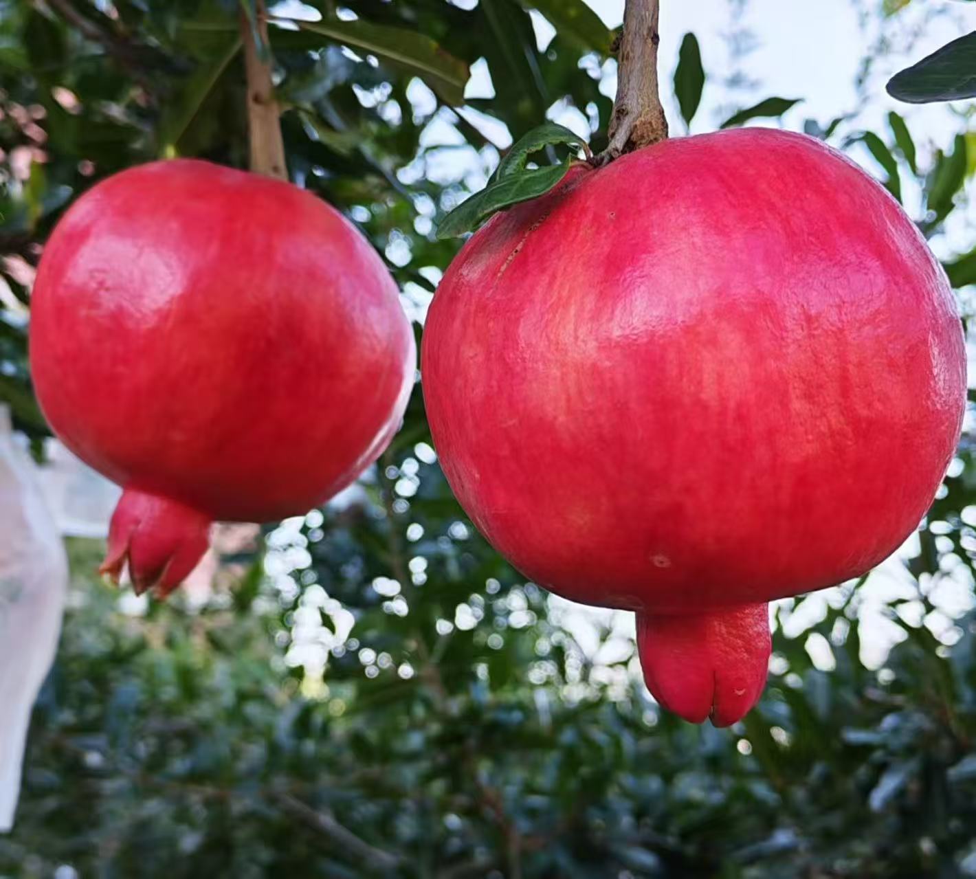 Binchuan Pomegranate Binchuan Pomegranate
