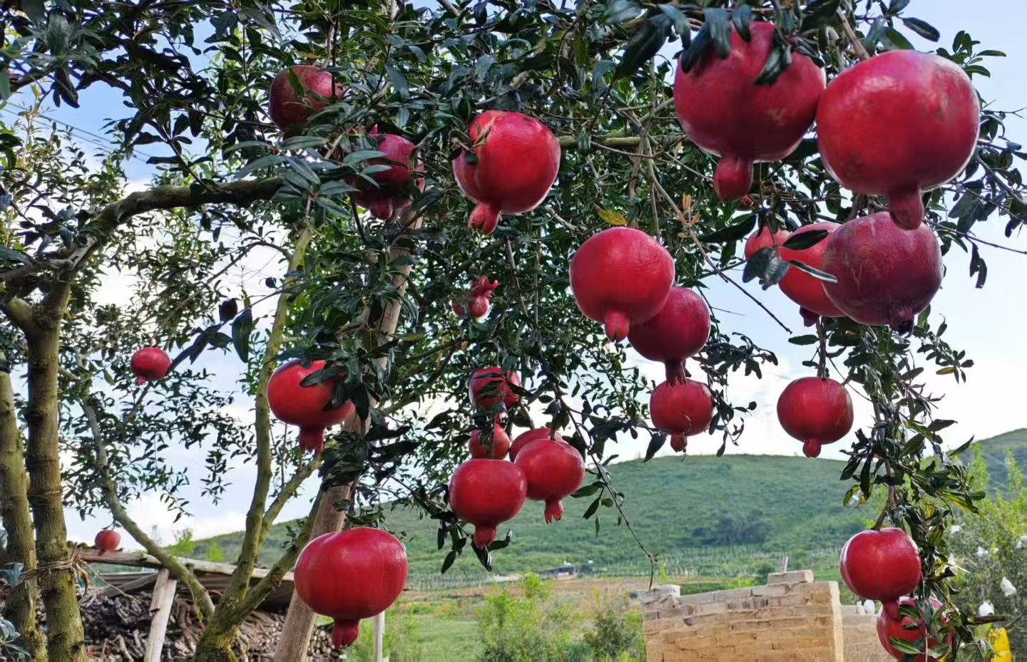 melograno tenero a semi bianchi white-seed soft pomegranate