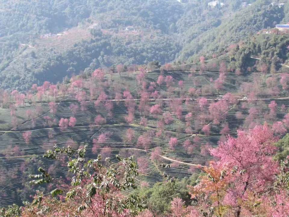 Tanglang Mountain Pu'er Tea Tanglang Mountain Pu'er Tea