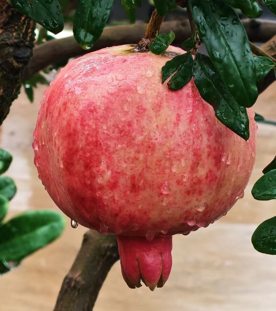 Binchuan Pomegranate Binchuan Pomegranate