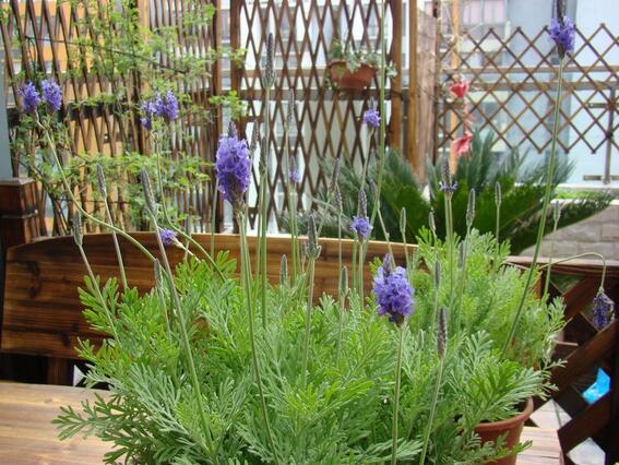 The back garden on the first floor is designed with a natural-looking fence