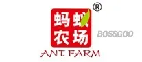 Ant Farm