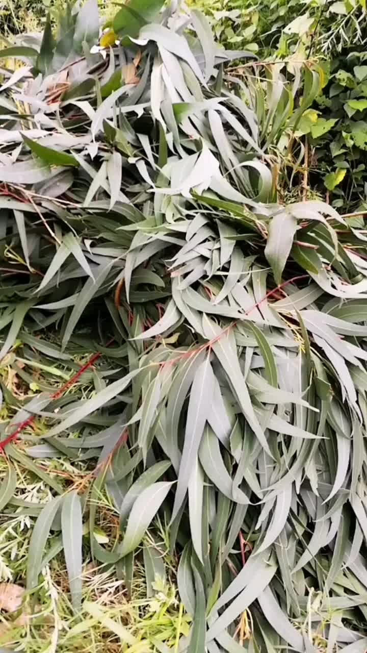 Eucalyptus 2