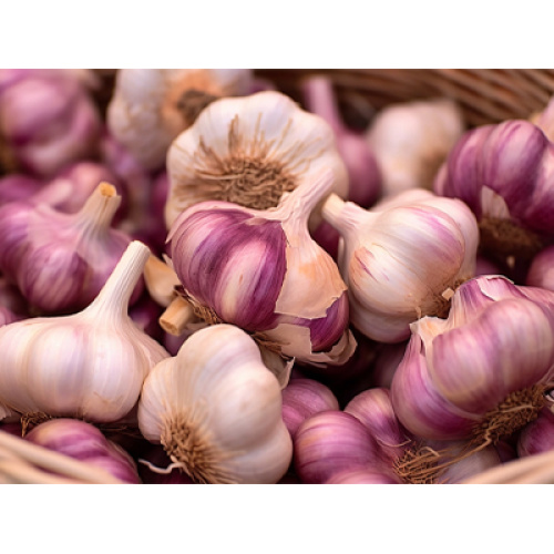 Küresel Sarımsak Endüstrisi Karma Dinamiklerle Karşı Karşıya: 2026'da Arz Fazlası, Sağlık Odaklı Talep ve Ticaret Değişimleri