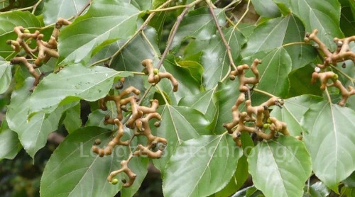 High quality Turnjujube extract