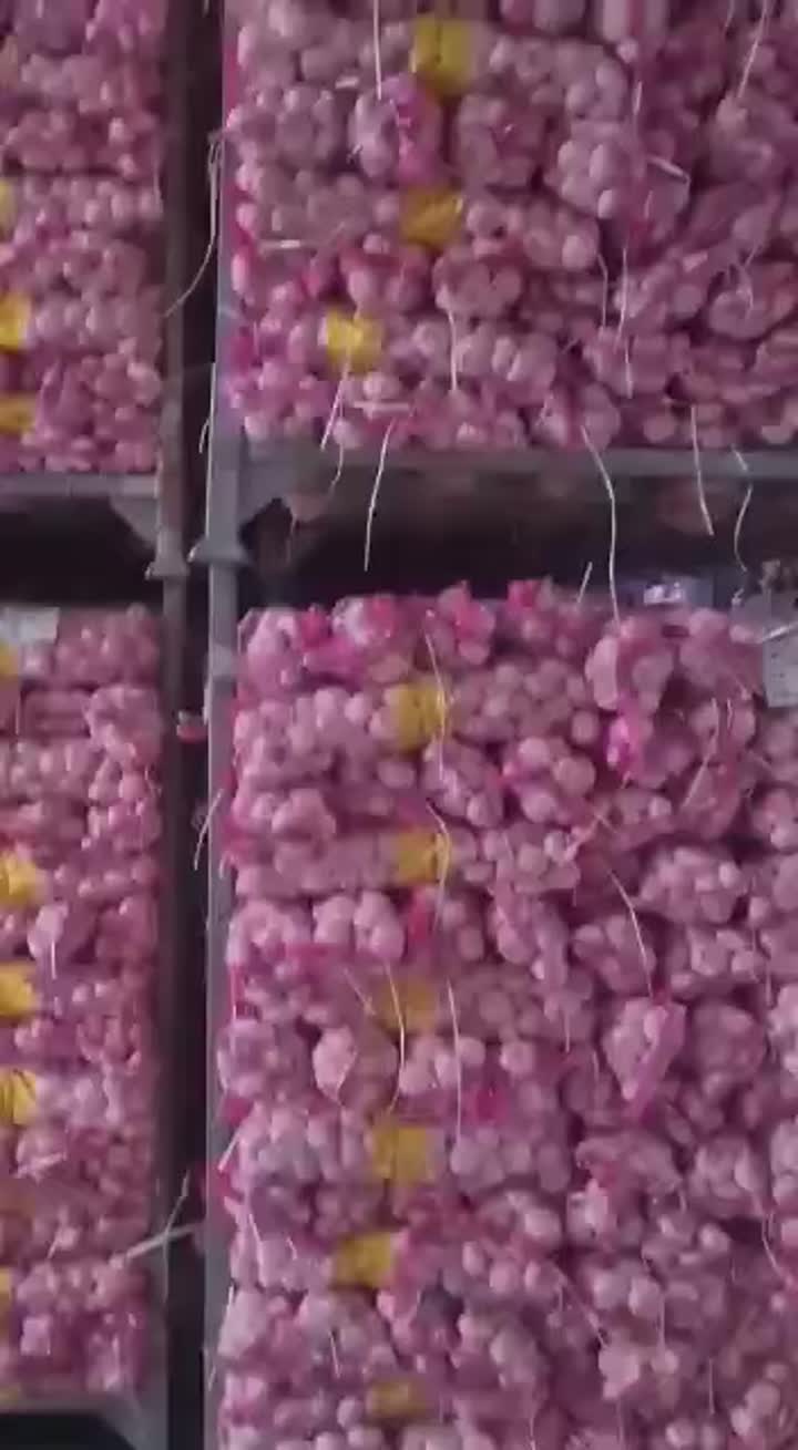 stock garlic