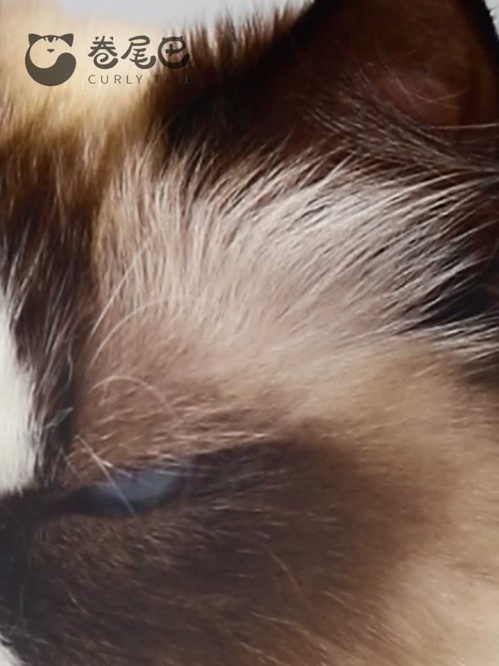 alimento básico de comida para peluquería puede para gatos
