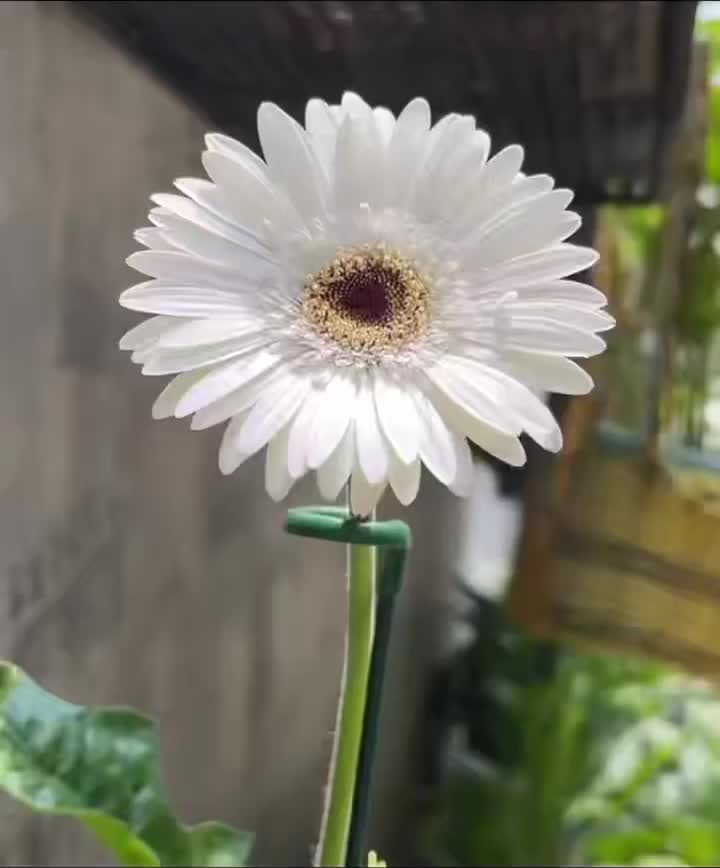 স্ট্যান্ডার্ড সাদা চন্দ্রমল্লিকা Yujing Gerbera