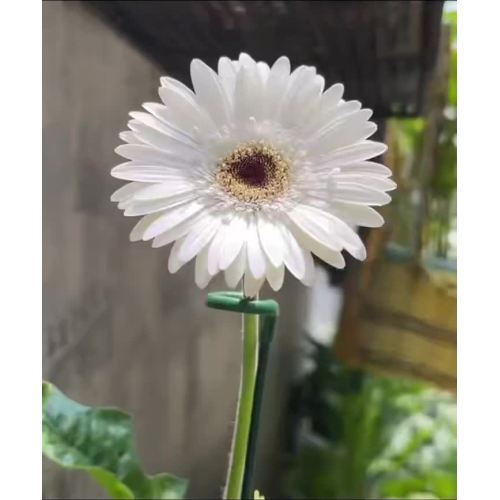 স্ট্যান্ডার্ড সাদা চন্দ্রমল্লিকা Yujing Gerbera