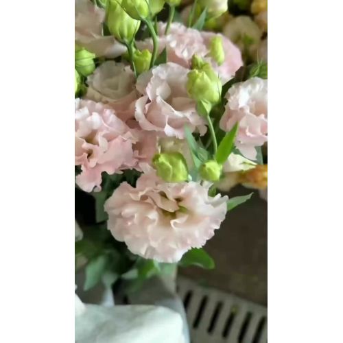 টাটকা কাট ফুল গোলাপী Lisianthus বিবাহের সজ্জা উচ্চ মানের সরাসরি সরবরাহ