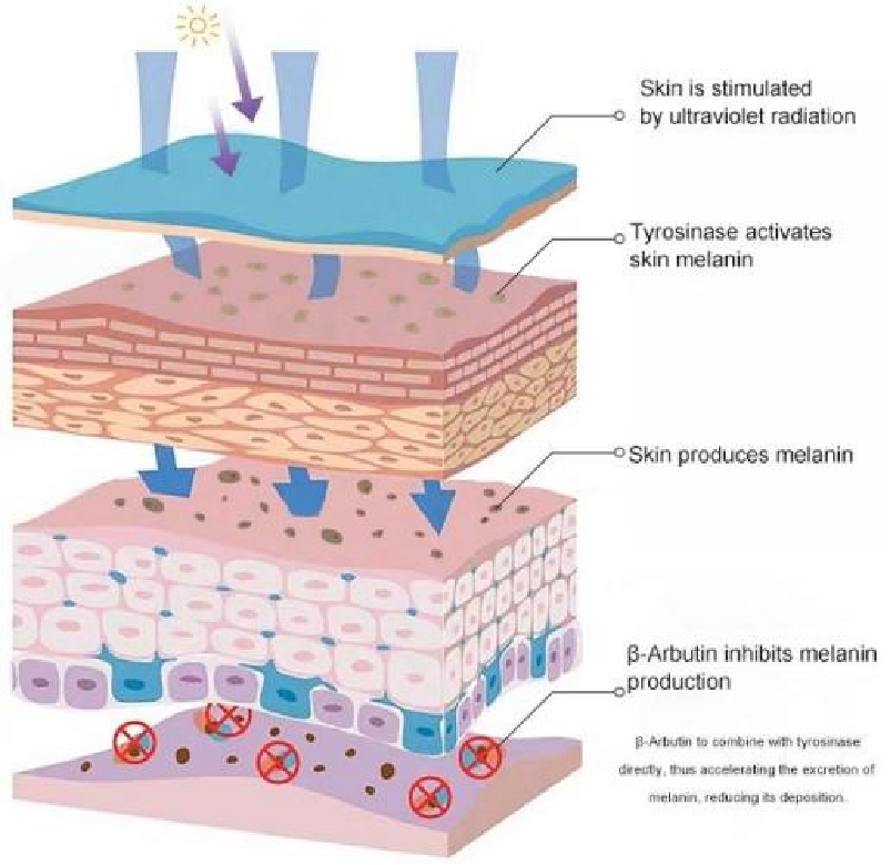 arbutin for skin