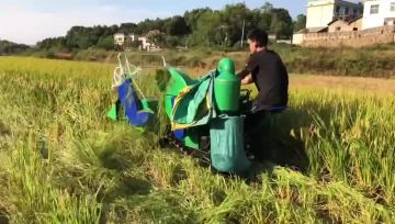 4LZ-0.8 Rubber Rice Harvester Working-04