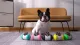 Pet Interactive Keep Fit Smart Toy With BirdVoice