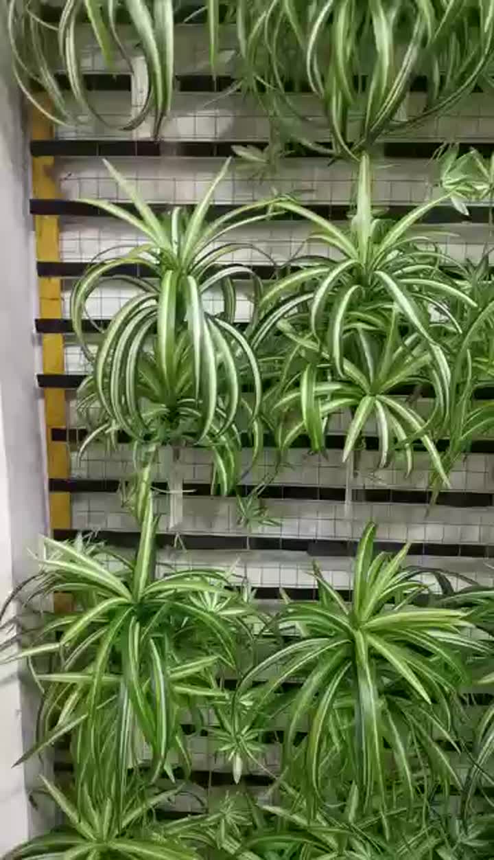 Artificial Chlorophytum