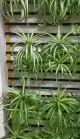 人工吊りクモ植物