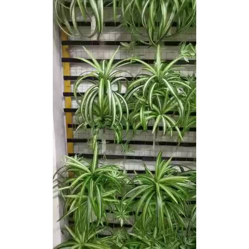 Chlorophytum artificial