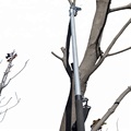 Electric Long Pole Scissors for Apple, Olive, and Vineyard Trees1